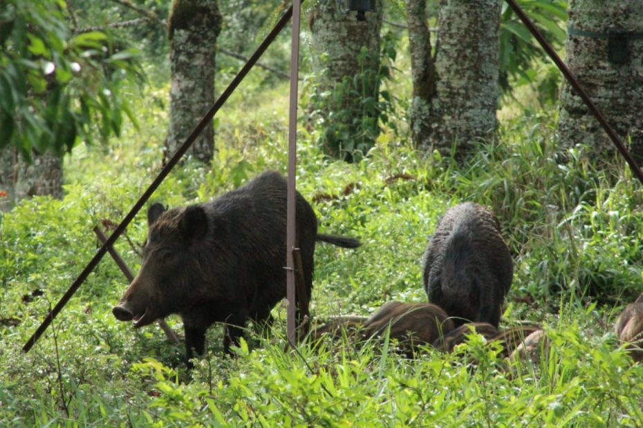 grupo de javaporco, espécie exótica invasora