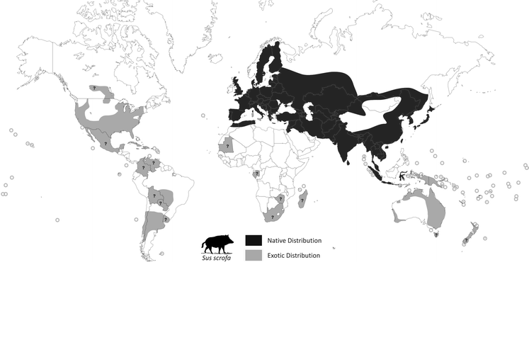 mapa da distribuição mundial do javaporco
