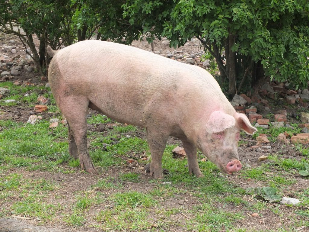 porco doméstico, que deu origem ao javaporco