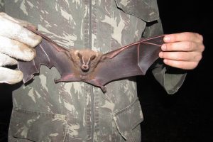 morcego sendo manipulado em campo