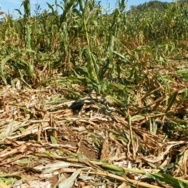 plantação de milho destruída por javaporcos