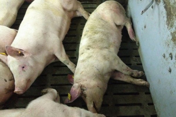 porco doméstico infectado por doença que pode ser transmitida por javaporco